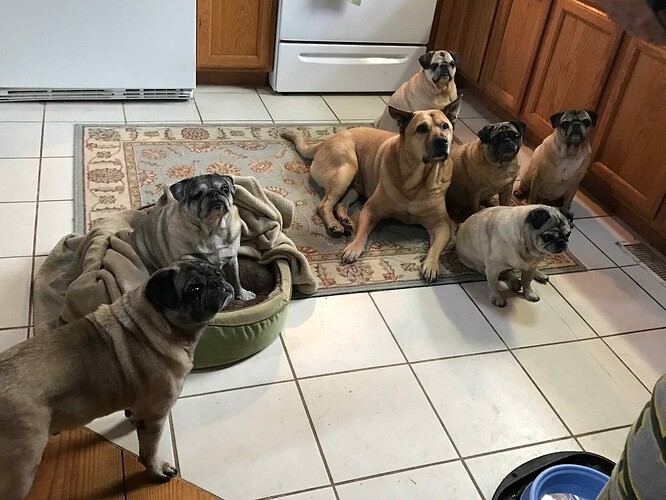 Anticipation